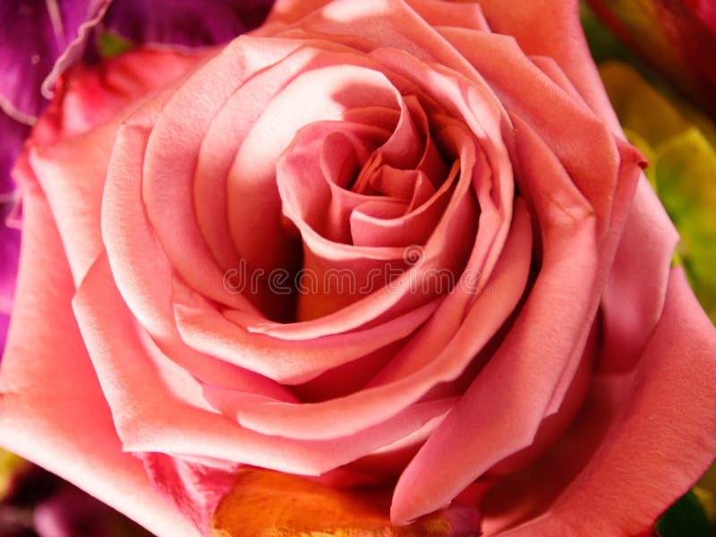 Light Pink Rose in Sunlight Glare, Petal Edges Curled Over, All Petals ...