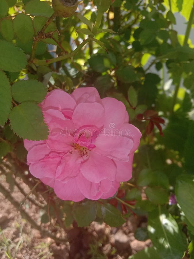 Light pink roses best stock image. Image of produce 180928105