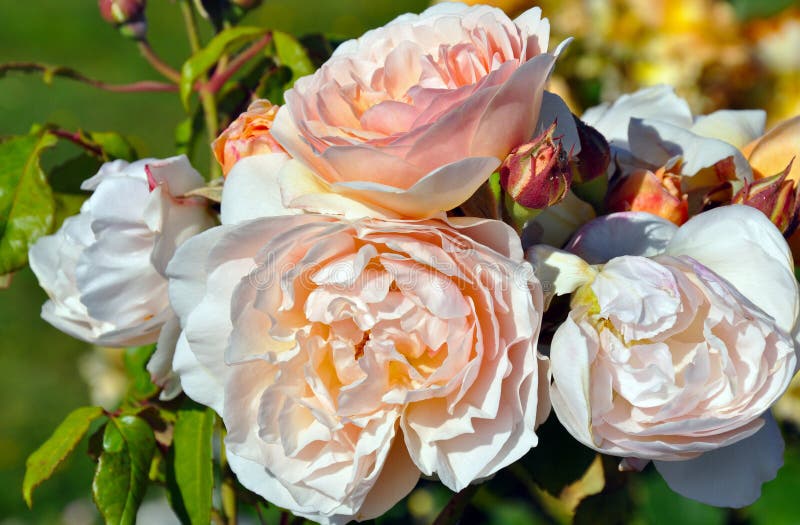 Light Pink Roses in Full Bloom Stock Image Image of floral, rose