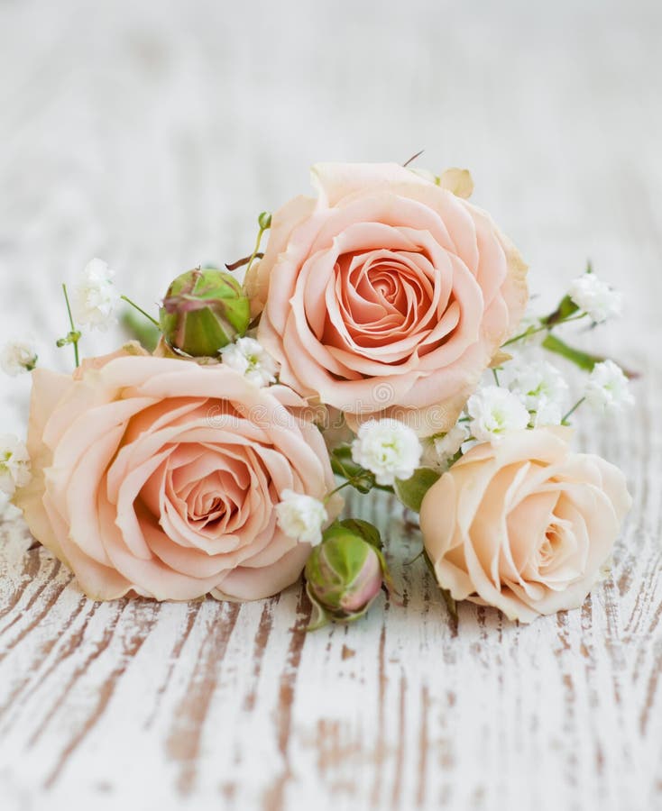 Light Pink roses