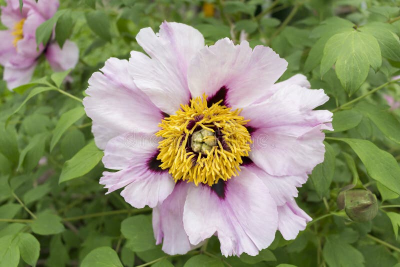 Light Pink Tree Peony Flower Stock Image Image of flower, chinese