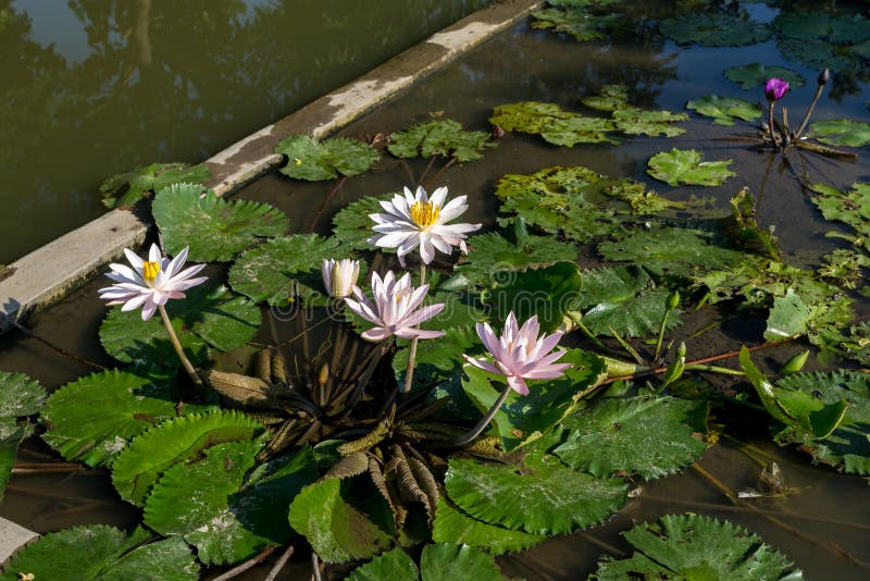 Water lily in bloom stock photo. Image of summer, sunshine 133977872