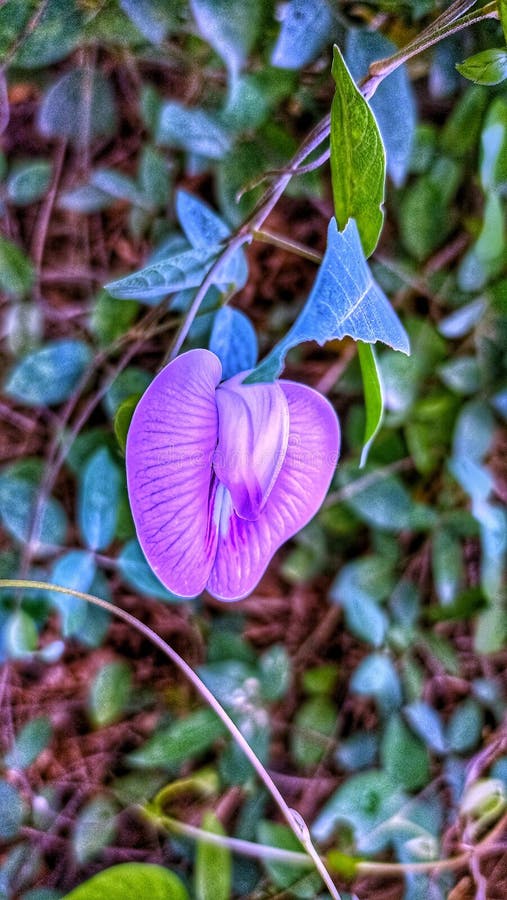 Light Purple Butterfly Look Like Flower Stock Image Image of look