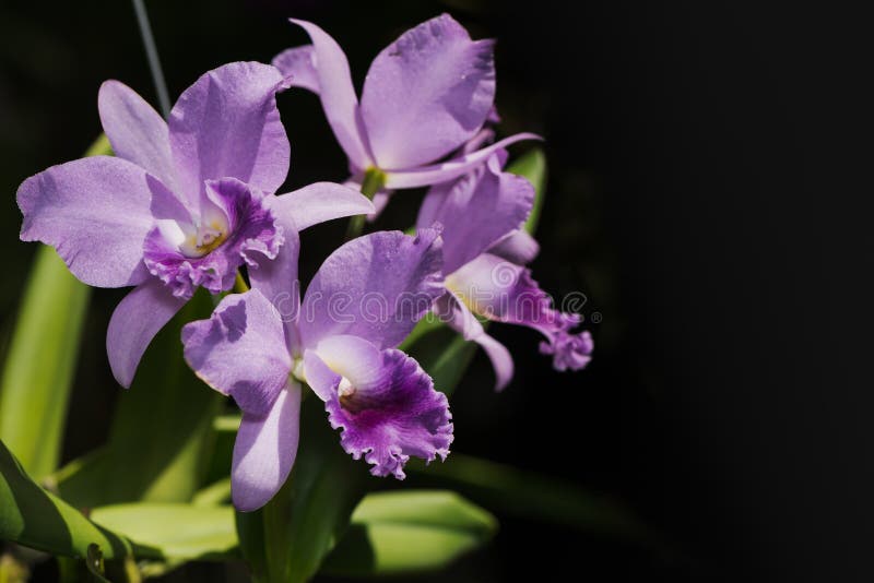 Light Purple Cattleya Orchid Flower Stock Image Image of bouquet