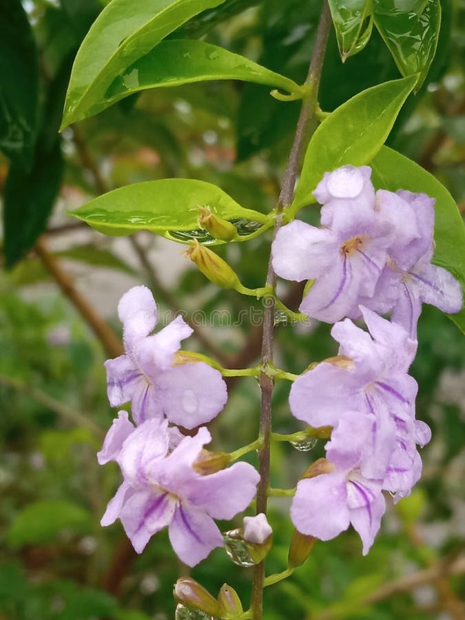 Light purple flower stock photo. Image of tree, evergreen 275805776