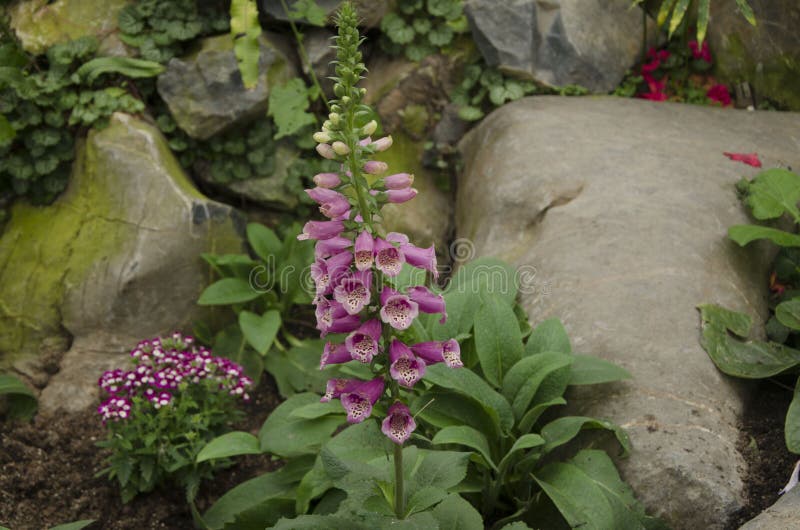 Light purple foxglove next to the stone royalty free stock photography Light purple foxglove next to the stone royalty free stock photography
