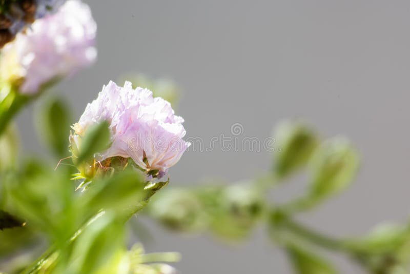 1,021 Old Dead Wilted Flowers Bouquet Stock Photos Free & Royalty