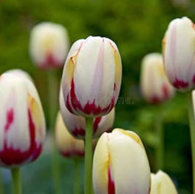 Delicate tulip buds stock image. Image of fresh, bloom 181046019