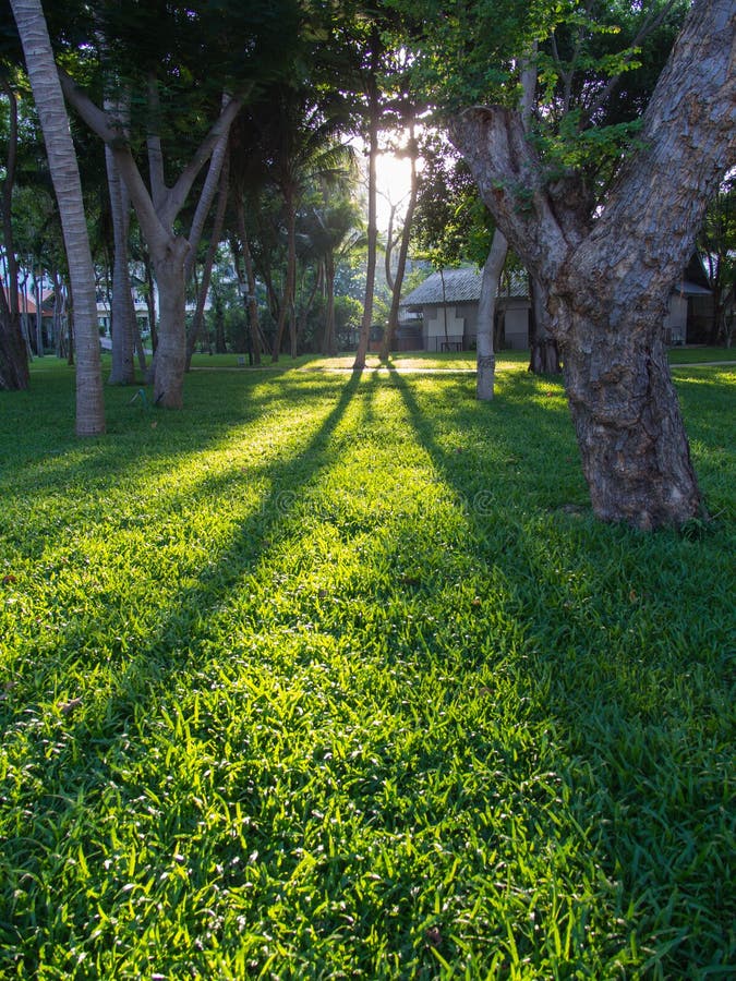 Sun shine the tree stock photo. Image of summer, landscape 104553424
