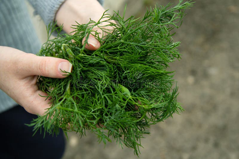 Lightskinned Girl Holds a Large Bunch of Green Dill Stock Image