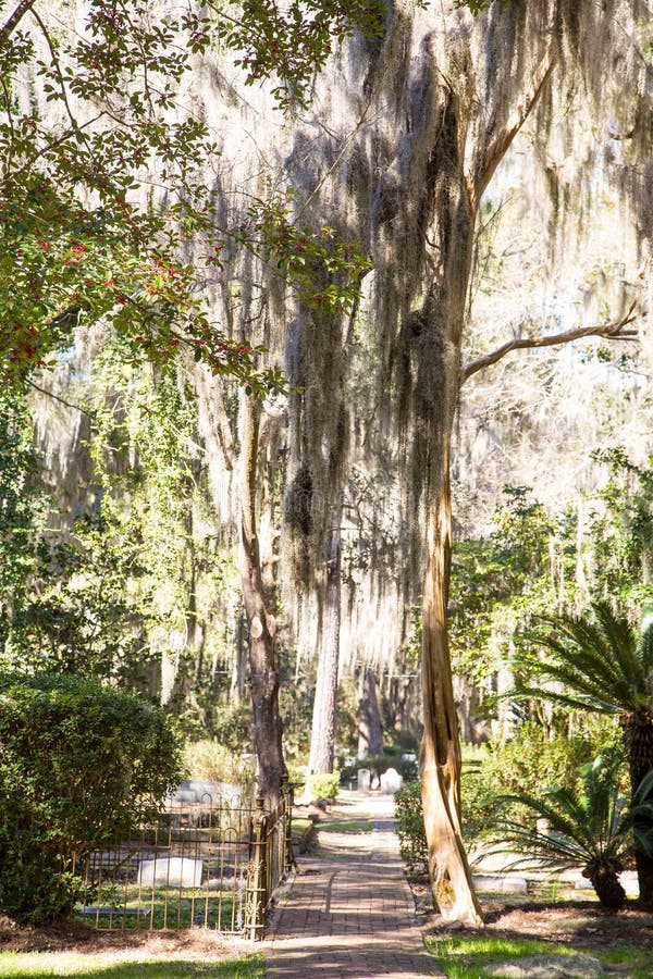 Light through Spanish Moss Over Path Stock Image Image of hanging