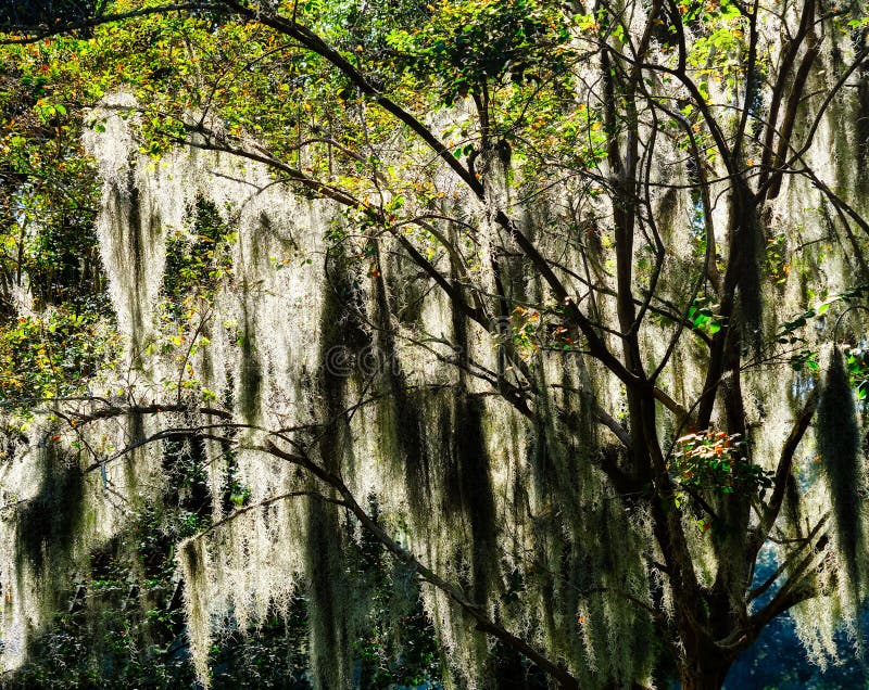 LIght through Spanish Moss stock image. Image of live 235292943