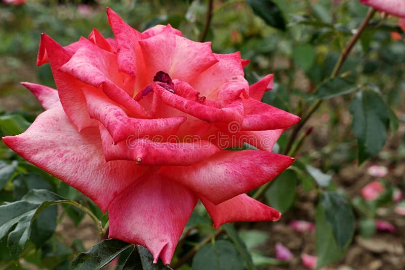 Light to deep pink coloured rose flower with curved petals, hybrid Monica, established by german rose breeding company Tantau in year 1986, growin in summer rosarium, late july season.