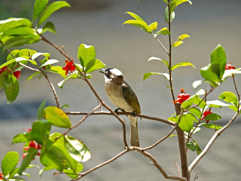 Light-vented Bulbul