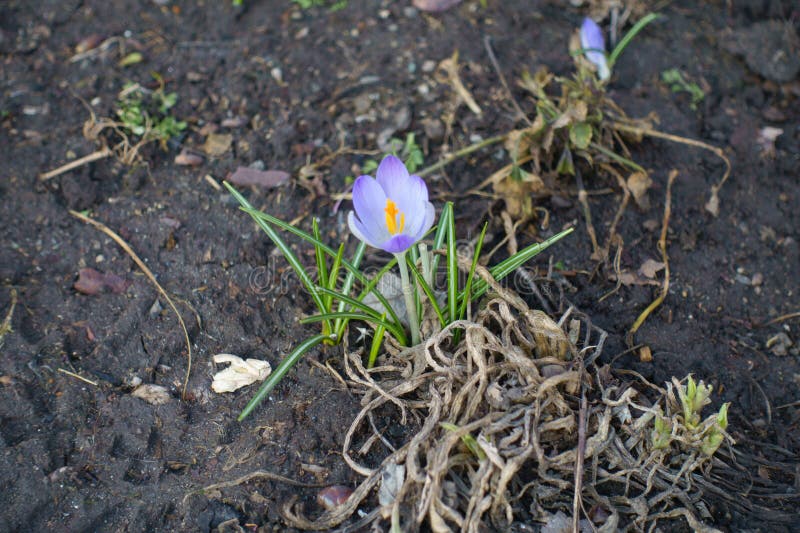 Light Violet Flower of Crocus Tommasinianus Stock Image Image of