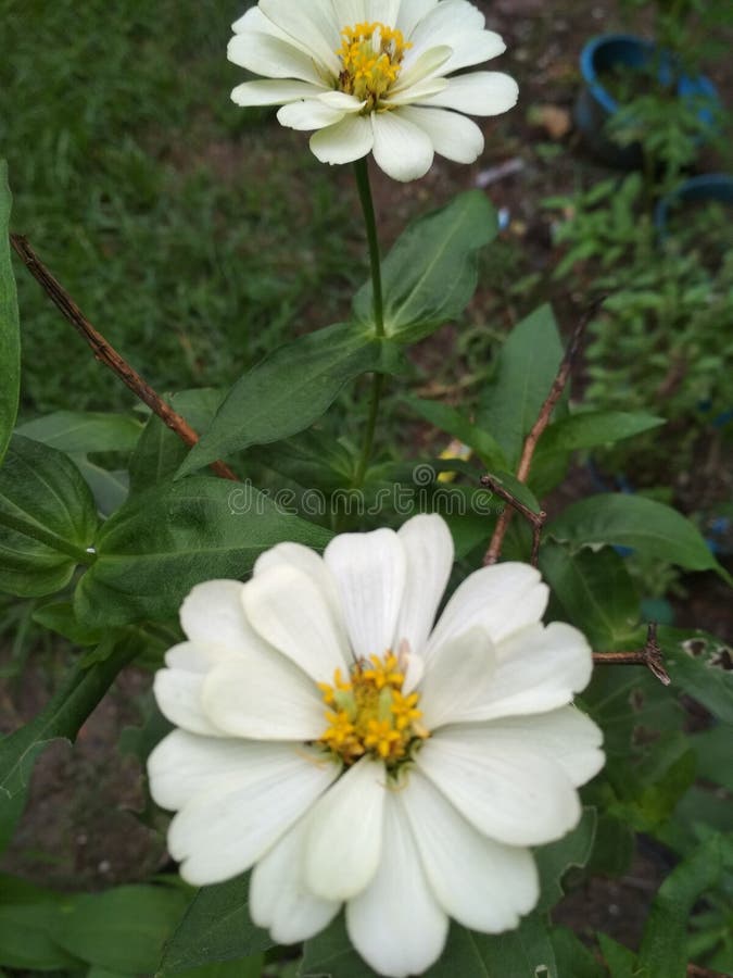 Light White Zinnia Elegans or Dahlia Zinnia Flower Plant Stock Photo