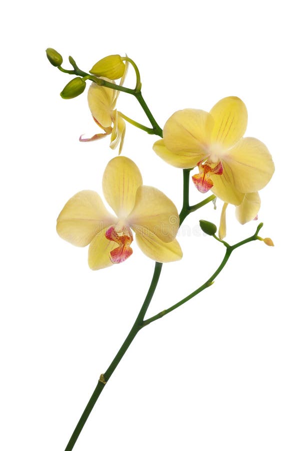 Light yellow orchid flowers isolated on white