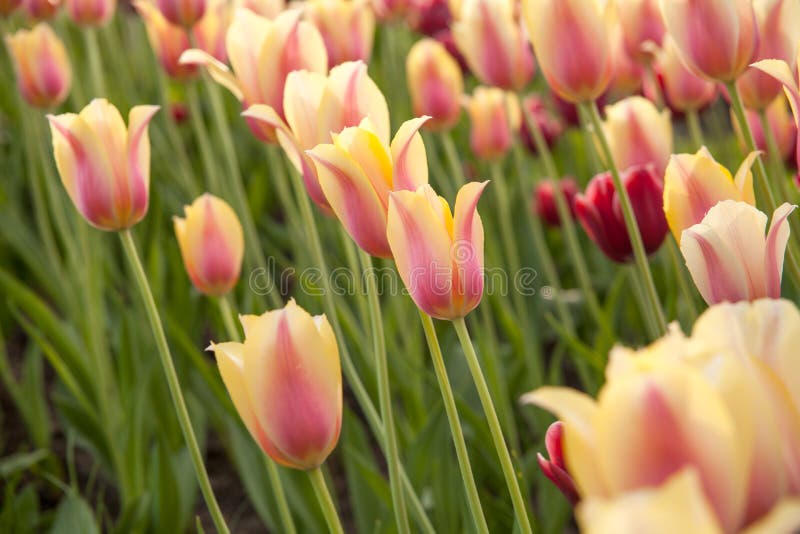 Light yellow and pink tulips on the green background. stock photography Light yellow and pink tulips on the green background. stock photography