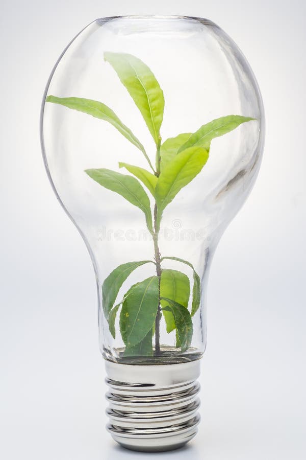 Lightbulb Lightbulb med växten som inom växer arkivbild Lightbulb Lightbulb med växten som inom växer arkivbild