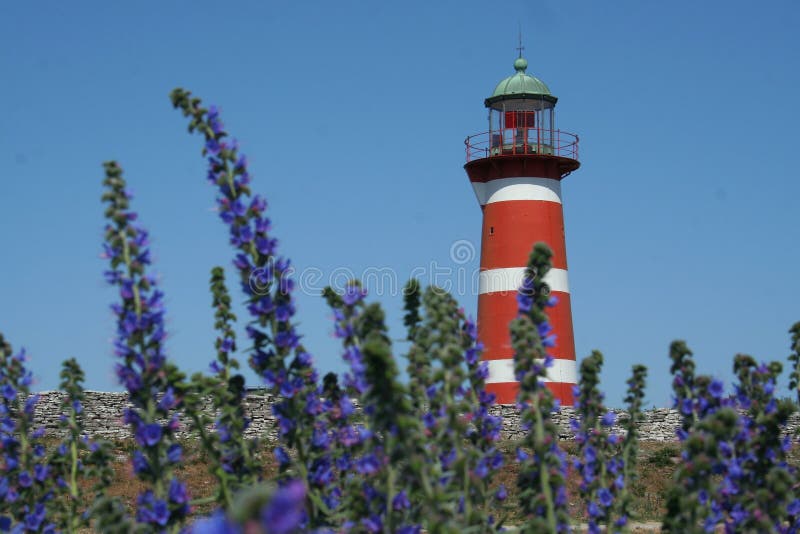 Lighthouse with violet flowers