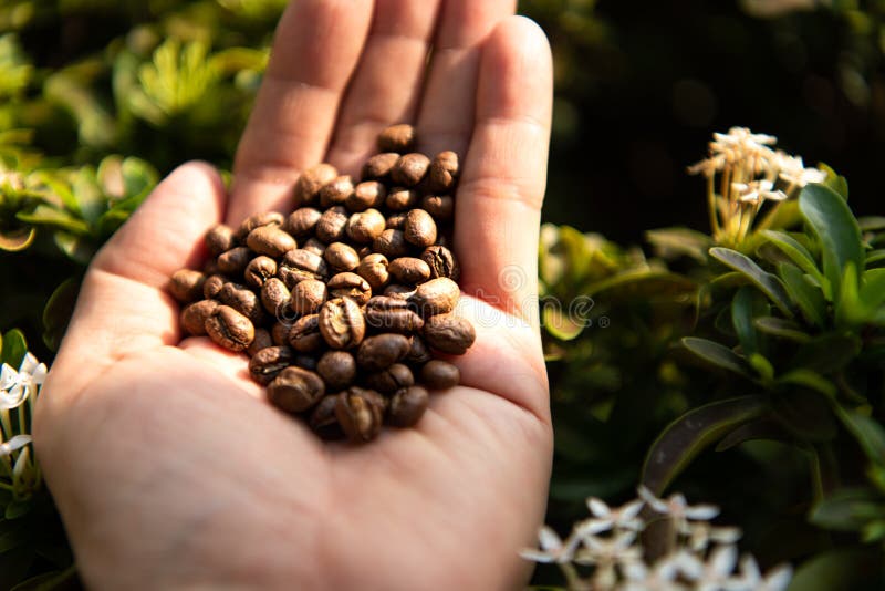 Lightly Roasted Coffee Beans in Hand Stock Photo Image of dark