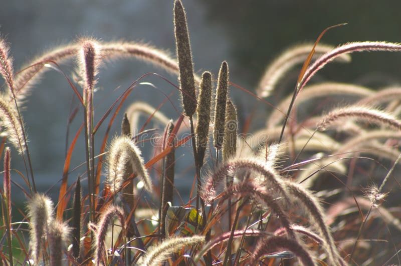 Lightness, wild grass red ears