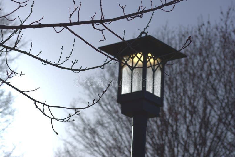 A lightpost dimly lit with a tree branch in front. A light post is dimly lit with a small tree branch in the front of it