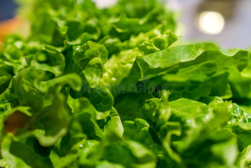 The Lights are Like Green Vegetables Stock Image - Image of lettuce ...
