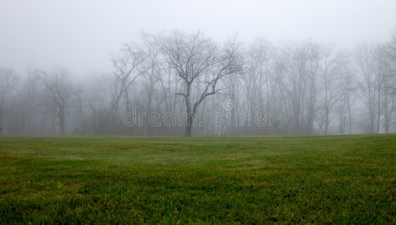 Fog clouds the tree line against vivid green grass. Fog clouds the tree line against vivid green grass.