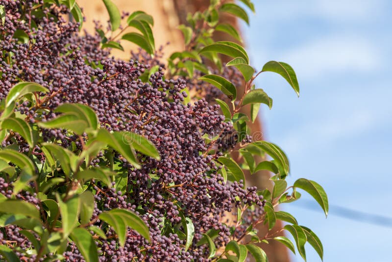 Ligustrum lucidum Arboreal Aligustre of Japan. Close-up of the tree and its fruit