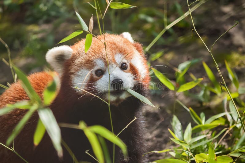 Liitle liten gullig röd panda som äter bambu arkivbild