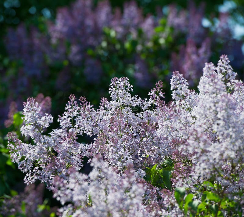 Lila blom royaltyfri foto