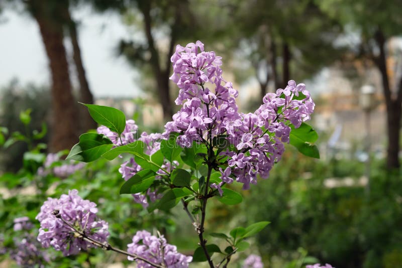 Lila blom i Wohlen Rose Park i Jerusalem royaltyfria bilder