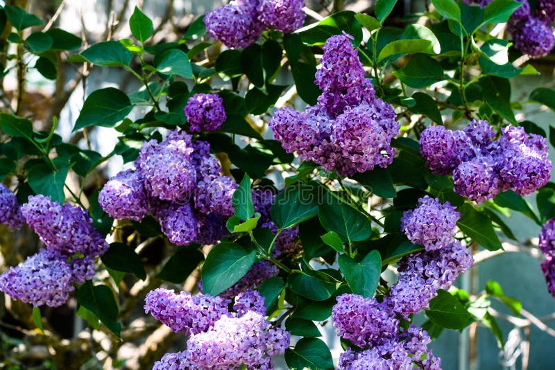 Lila blommor på en Bush i solen royaltyfria foton Lila blommor på en Bush i solen royaltyfria foton