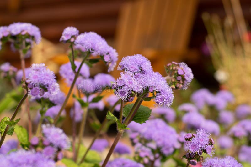 Lila blommor på en buske i trädgården royaltyfria bilder Lila blommor på en buske i trädgården royaltyfria bilder