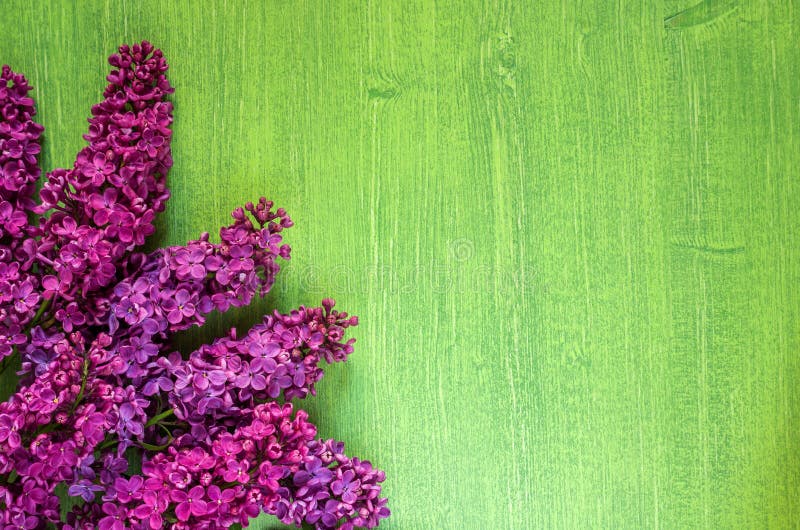 Lila Blumen auf grünem hölzernem Hintergrund, Kopienraum, diagonal lizenzfreies stockfoto Lila Blumen auf grünem hölzernem Hintergrund, Kopienraum, diagonal lizenzfreies stockfoto