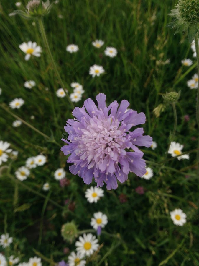 Lila de fleur sauvage photo stock. Image du coton, mode - 93547102