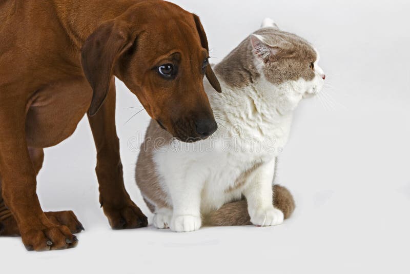 BRITISH SHORTHAIR LILAC AND WHITE WITH A RHODESIAN RIDGEBACK 3 MONTHS OLD PUP. BRITISH SHORTHAIR LILAC AND WHITE WITH A RHODESIAN RIDGEBACK 3 MONTHS OLD PUP