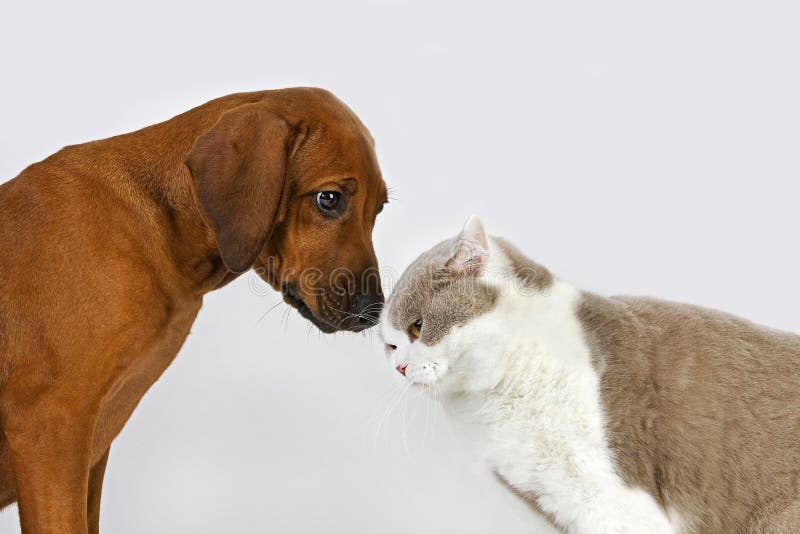 BRITISH SHORTHAIR LILAC AND WHITE WITH A RHODESIAN RIDGEBACK 3 MONTHS OLD PUP. BRITISH SHORTHAIR LILAC AND WHITE WITH A RHODESIAN RIDGEBACK 3 MONTHS OLD PUP