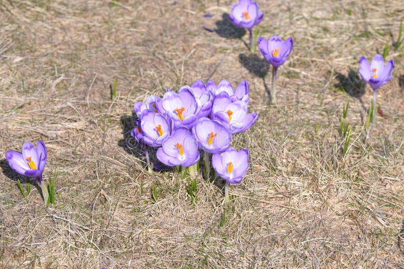 Lila Et Crocus Blanc Dans Le Domaine Ouvert Image stock - Image du  montagne, zone: 67589609