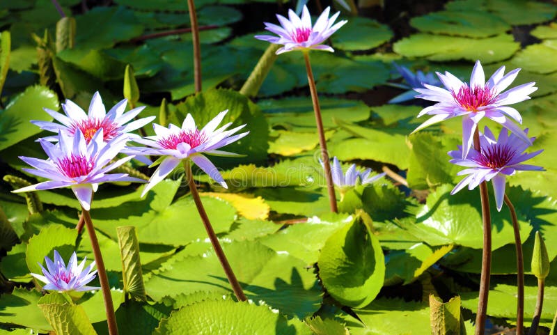 Lila flor de loto för liljablommaloto beautful färger royaltyfri bild Lila flor de loto för liljablommaloto beautful färger royaltyfri bild