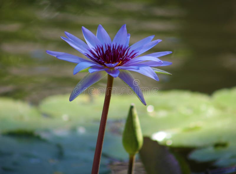 Lila flor de loto för liljablommaloto beautful färger fotografering för bildbyråer Lila flor de loto för liljablommaloto beautful färger fotografering för bildbyråer
