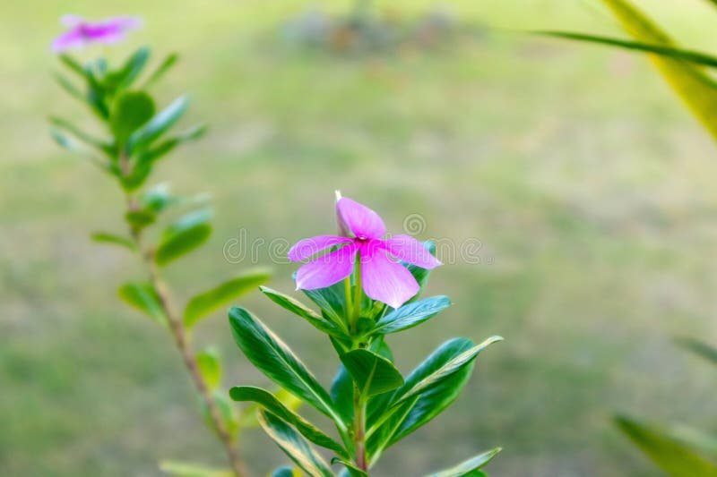 Lila Madagascar Periwinkle-blomman eller Catharanthus roseus i trädgården arkivbild