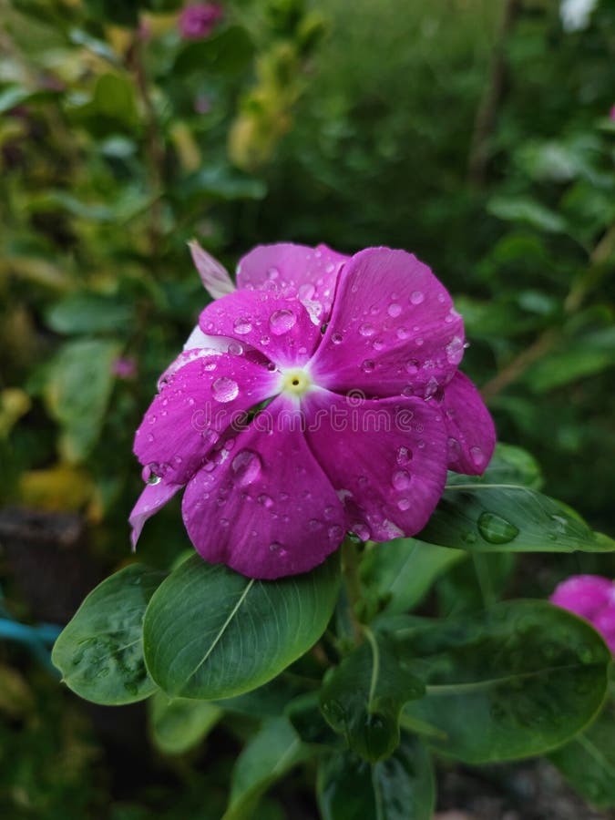 Lila periwinkle-blomma med droppar på morgonen royaltyfria bilder