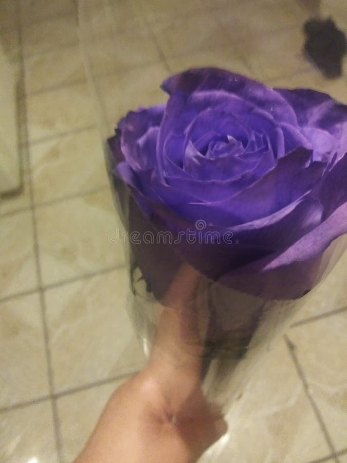 Purple rose 1. Purple rose 1