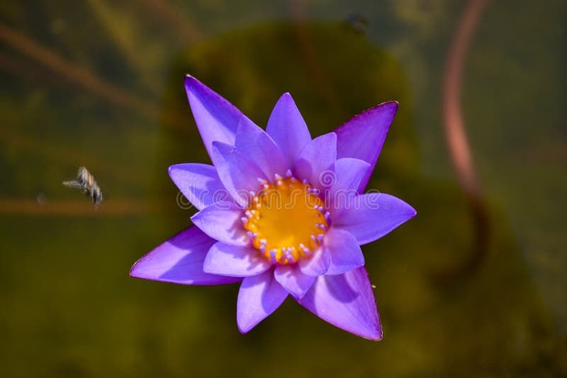 Lila waterlily Blume in voller Blüte über Winkelsicht stockbilder