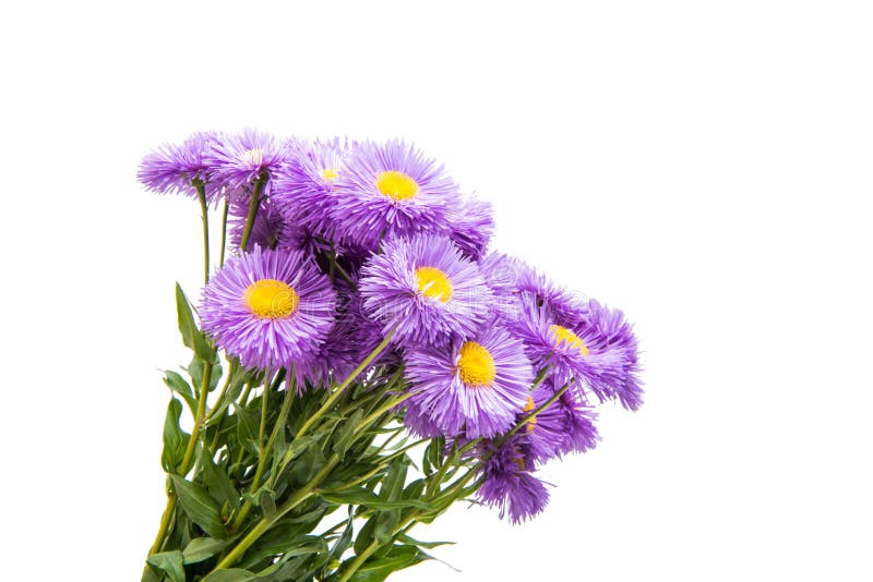 Lilac aster isolated