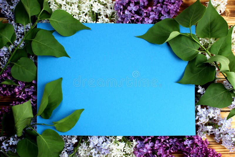 Texture frame of leaves and flowers of lilac stock image Texture frame of leaves and flowers of lilac stock image