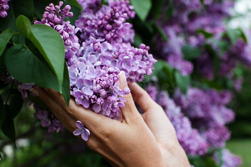 Lilac bloei in vrouwenhanden