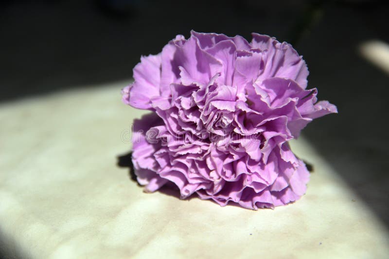 lilac bloemanjers op een grijze die lijst door rechte lijnen van harde schaduwen wordt ontworpen stock afbeeldingen lilac bloemanjers op een grijze die lijst door rechte lijnen van harde schaduwen wordt ontworpen stock afbeeldingen
